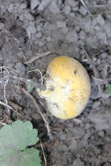 Calvatia rugosa