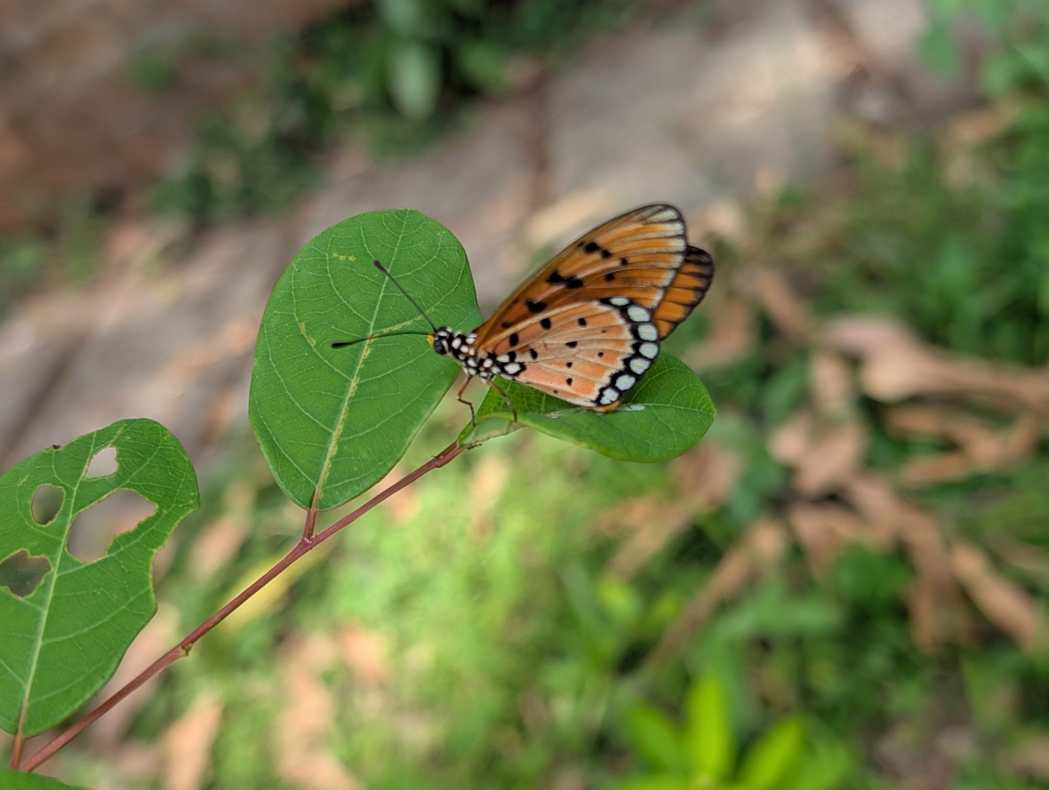 Tawny Coster