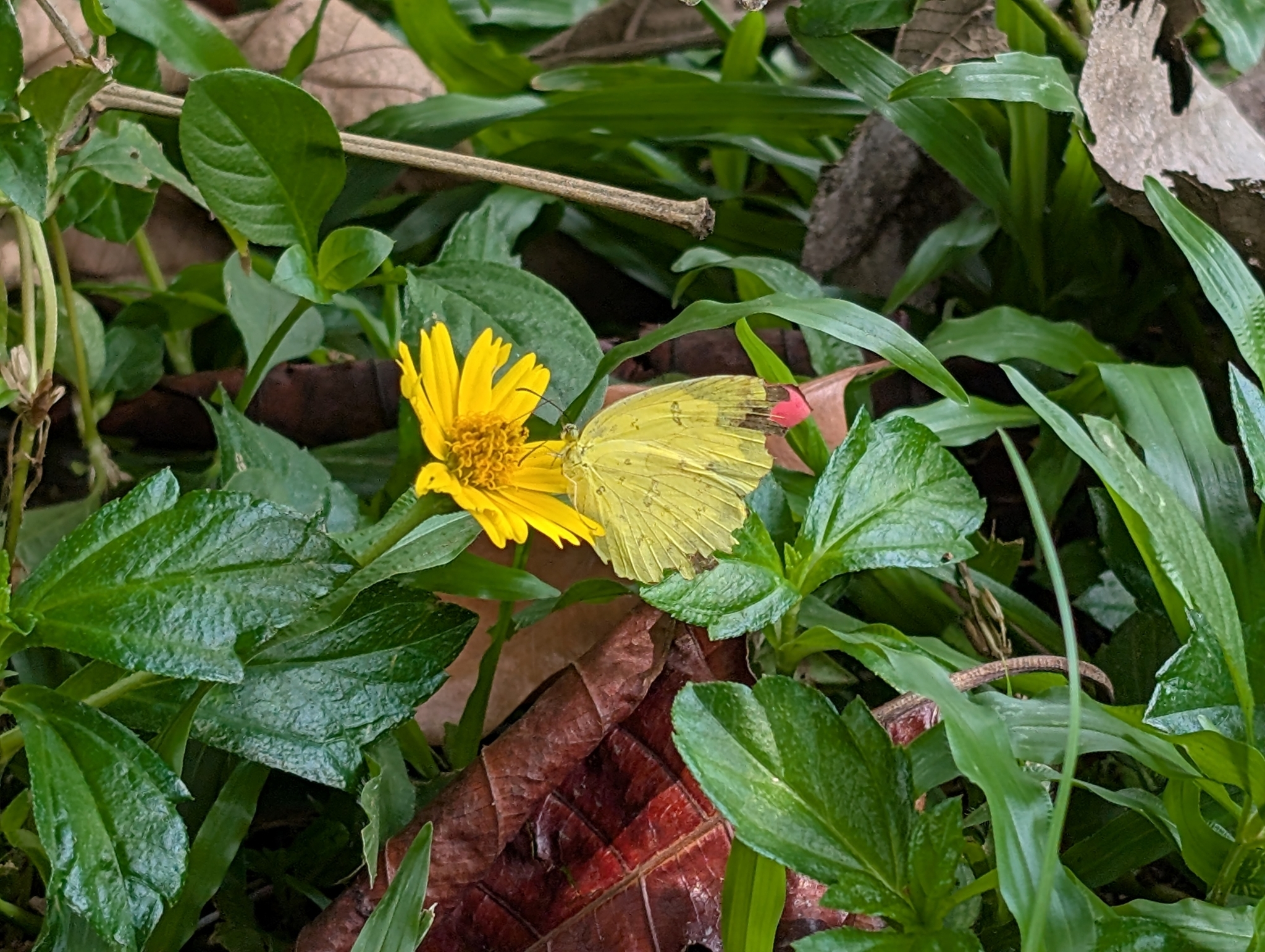 Common Grass Yellow