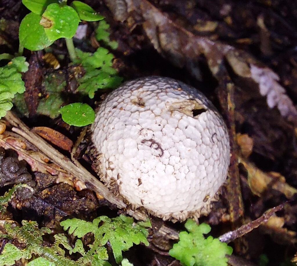 Lycoperdon compactum · May 2025 · photo: © catchwords (iNaturalist, cc-by)