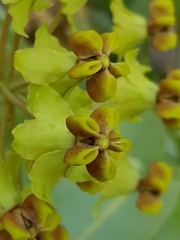 Gomphocarpus glaucophyllus