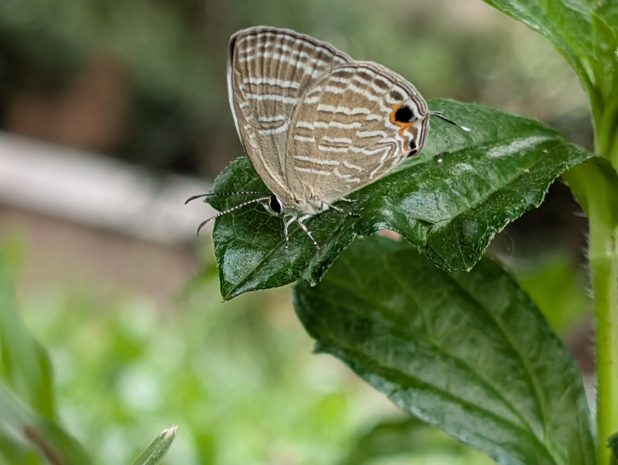 Common Cerulean