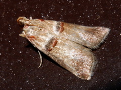 Acrobasis tumidana