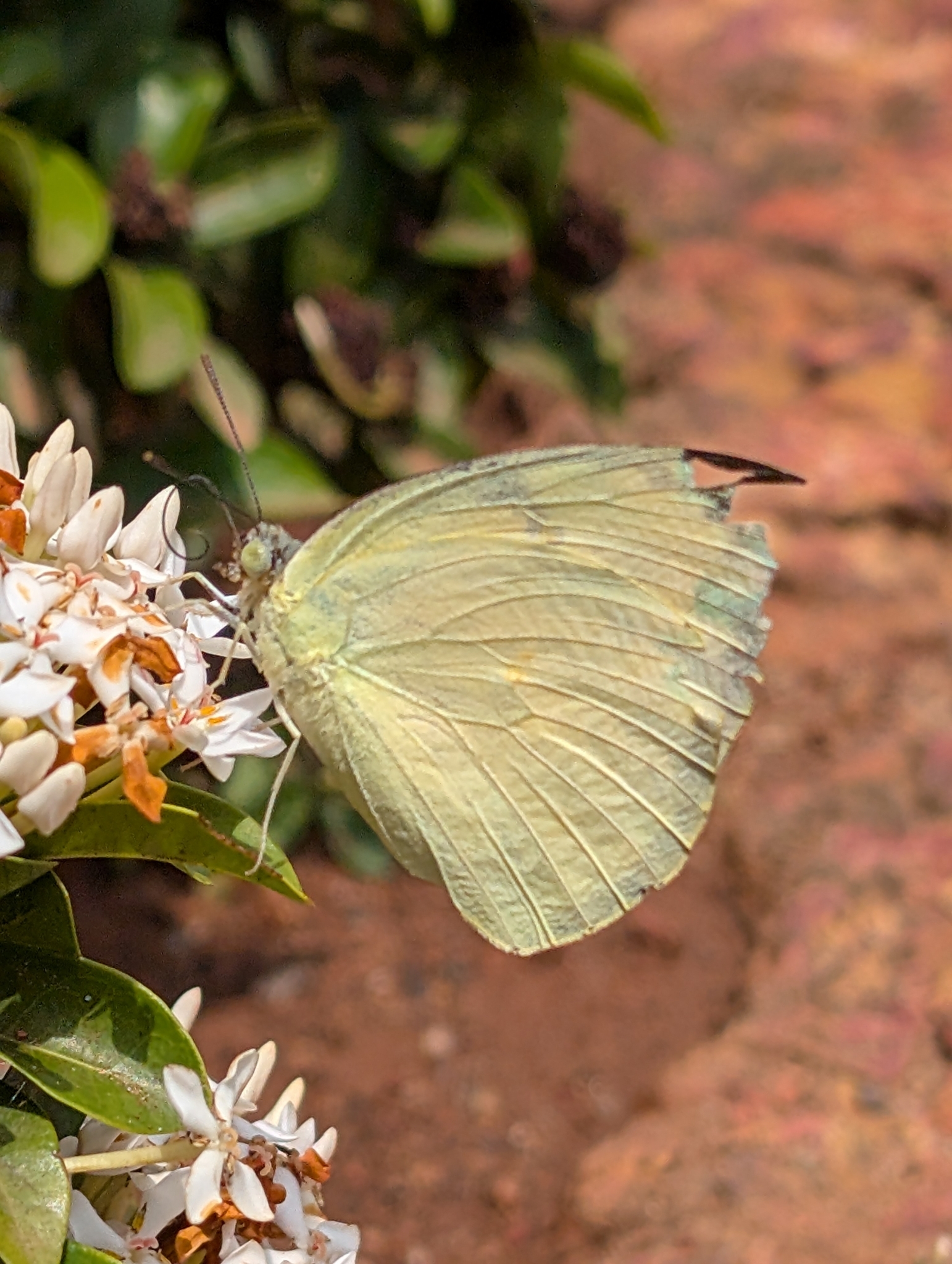 Lemon Emigrant