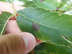 Ophiognomonia leptostyla