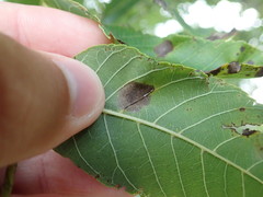Ophiognomonia leptostyla