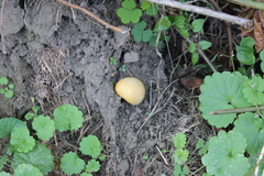 Calvatia rugosa