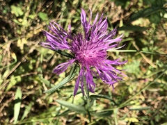 Centaurea × moncktonii