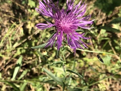 Centaurea × moncktonii
