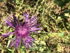 Centaurea × moncktonii