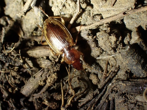 iNaturalist observation photo of Tule Beetle
