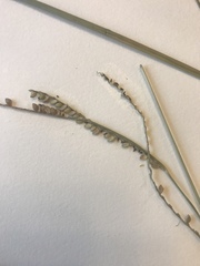 Paspalum floridanum