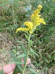 Solidago canadensis canadensis
