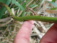 Solidago canadensis canadensis