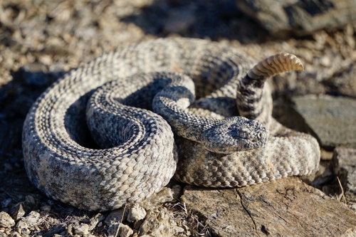 Southwestern Speckled Rattlesnake