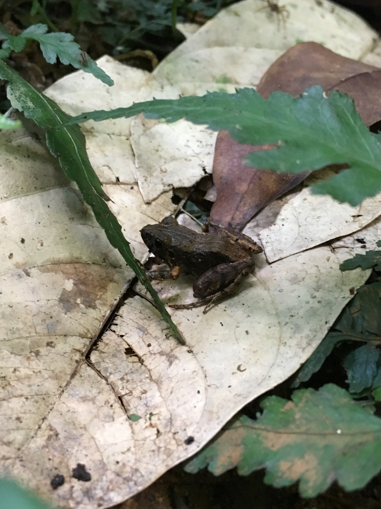 Naomi's Forest Frog
