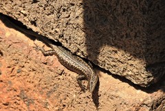 Cryptoblepharus pannosus