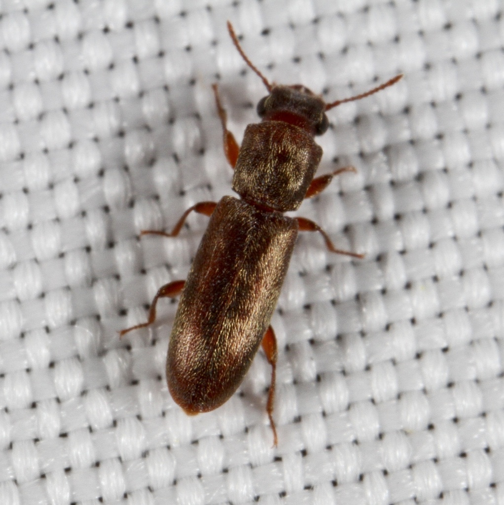 Powderpost beetle