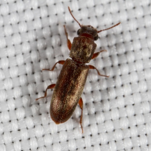 Powderpost beetle