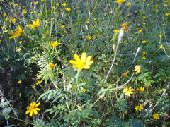 Tagetes lacera