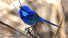 Malurus splendens melanotus