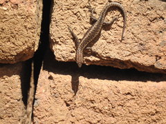 Cryptoblepharus pannosus