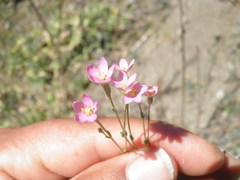 Centaurium nudicaule