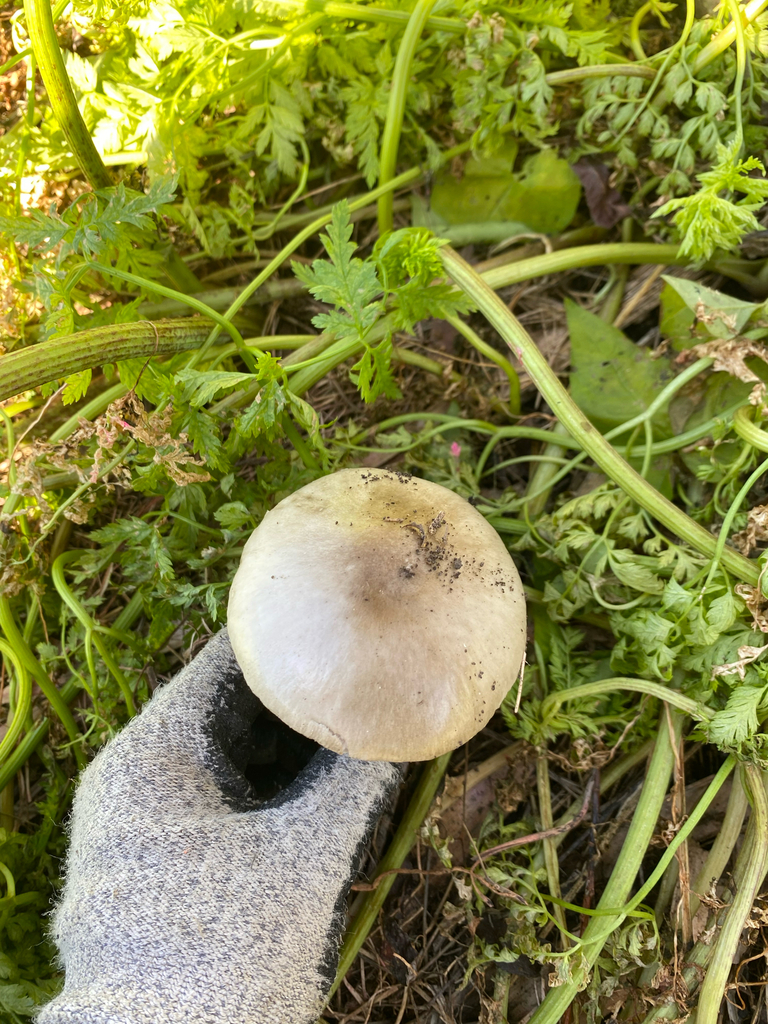Volvopluteus gloiocephalus · May 2025 · photo: © hannah_whittall (iNaturalist, cc-by)