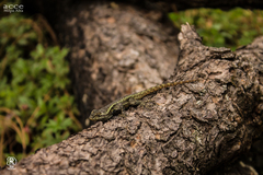 Sceloporus anahuacus