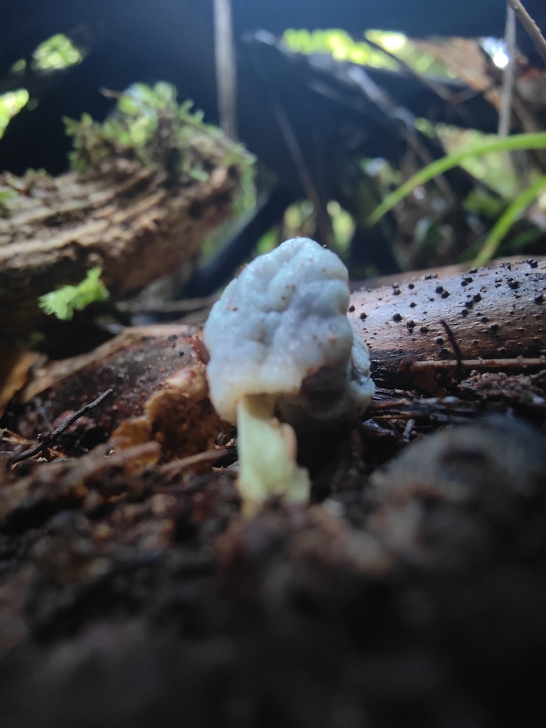 Clavogaster virescens · May 2025 · photo: © daevro (iNaturalist, cc-by)