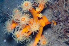 Dendrophyllia arbuscula