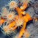 Dendrophyllia arbuscula