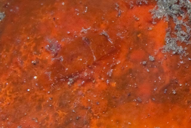 Cryptic sponge shrimp