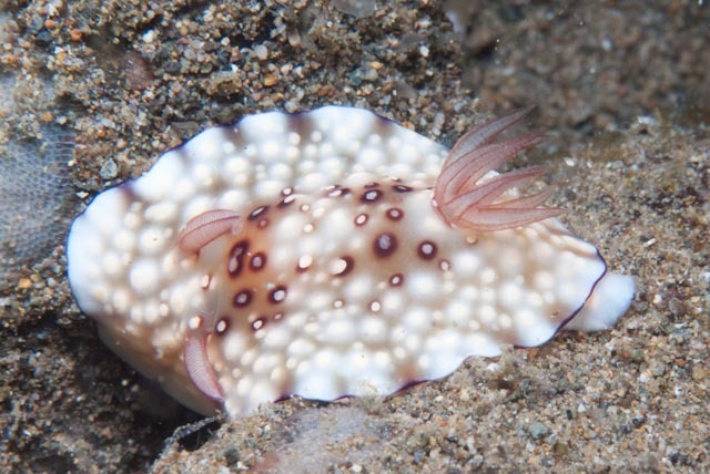 Bus Stop Nudibranch