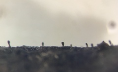 Stenocybe