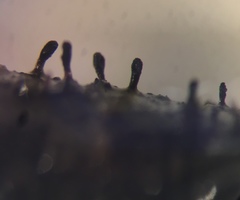 Stenocybe