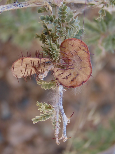 Namib Plumeflower (Hererolandia pearsonii)