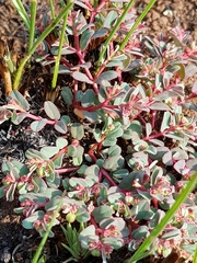 Euphorbia inaequilatera