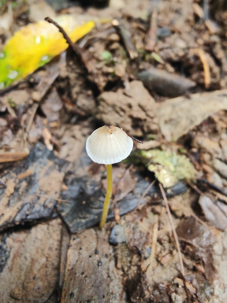 Mycena subviscosa · May 2025 · photo: © daevro (iNaturalist, cc-by)