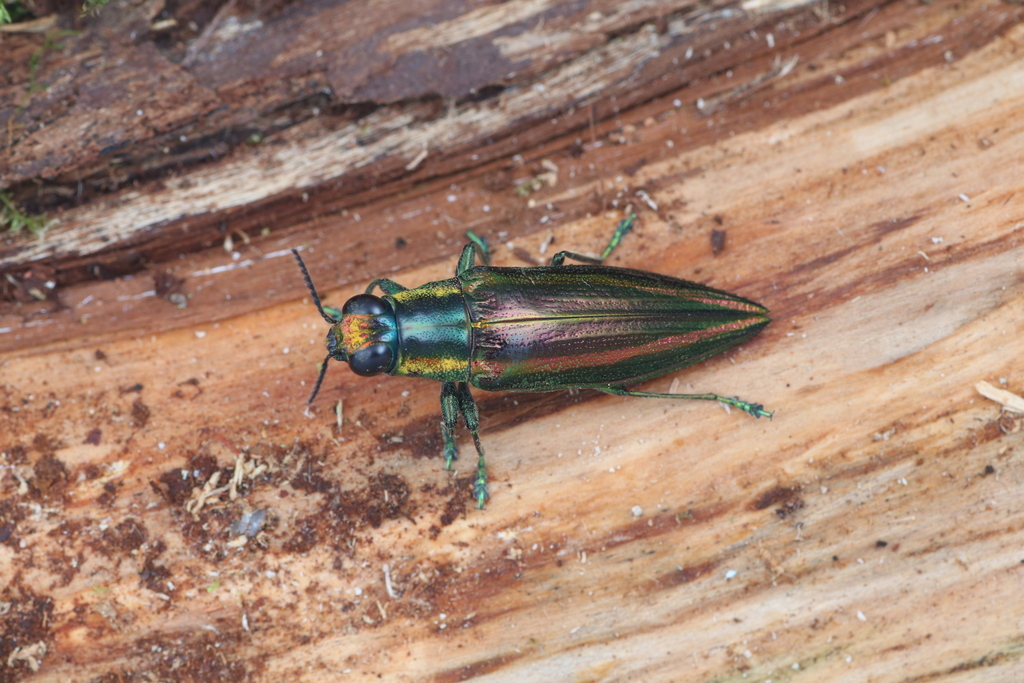 Iridotaenia chrysifrons
