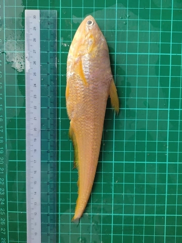 Grenadier anchovy (Coilia neglecta) — Engraulidae