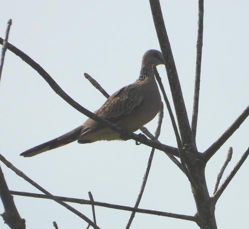 Spotted Dove