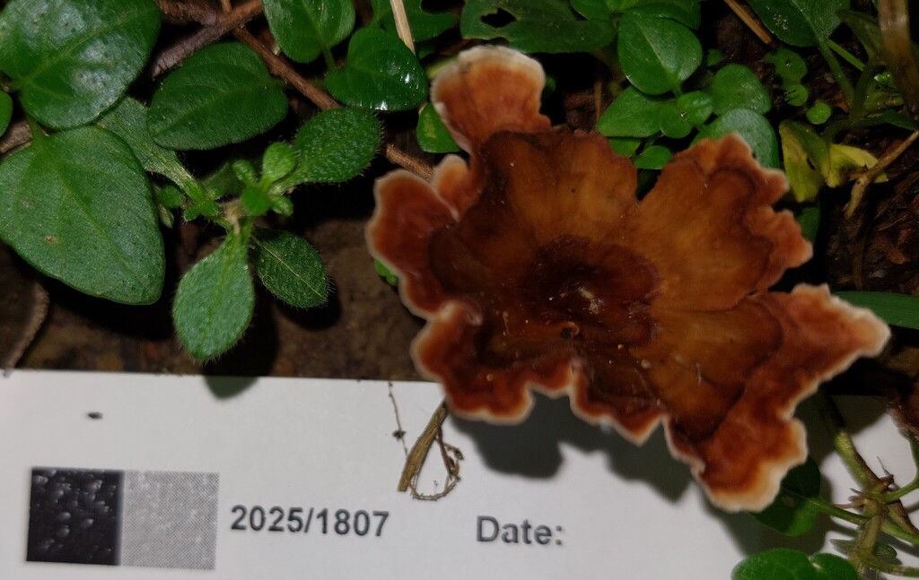 Podoscypha petalodes · May 2025 · photo: © catchwords (iNaturalist, cc-by)