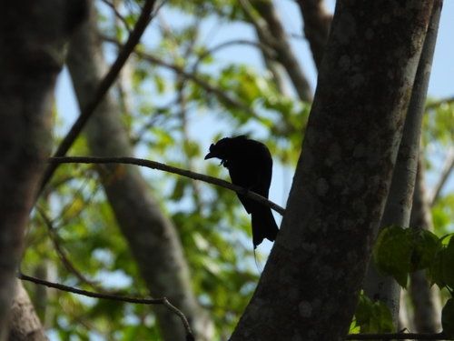Greater Racket-tailed Drongo