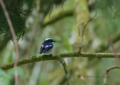 Ficedula westermanni