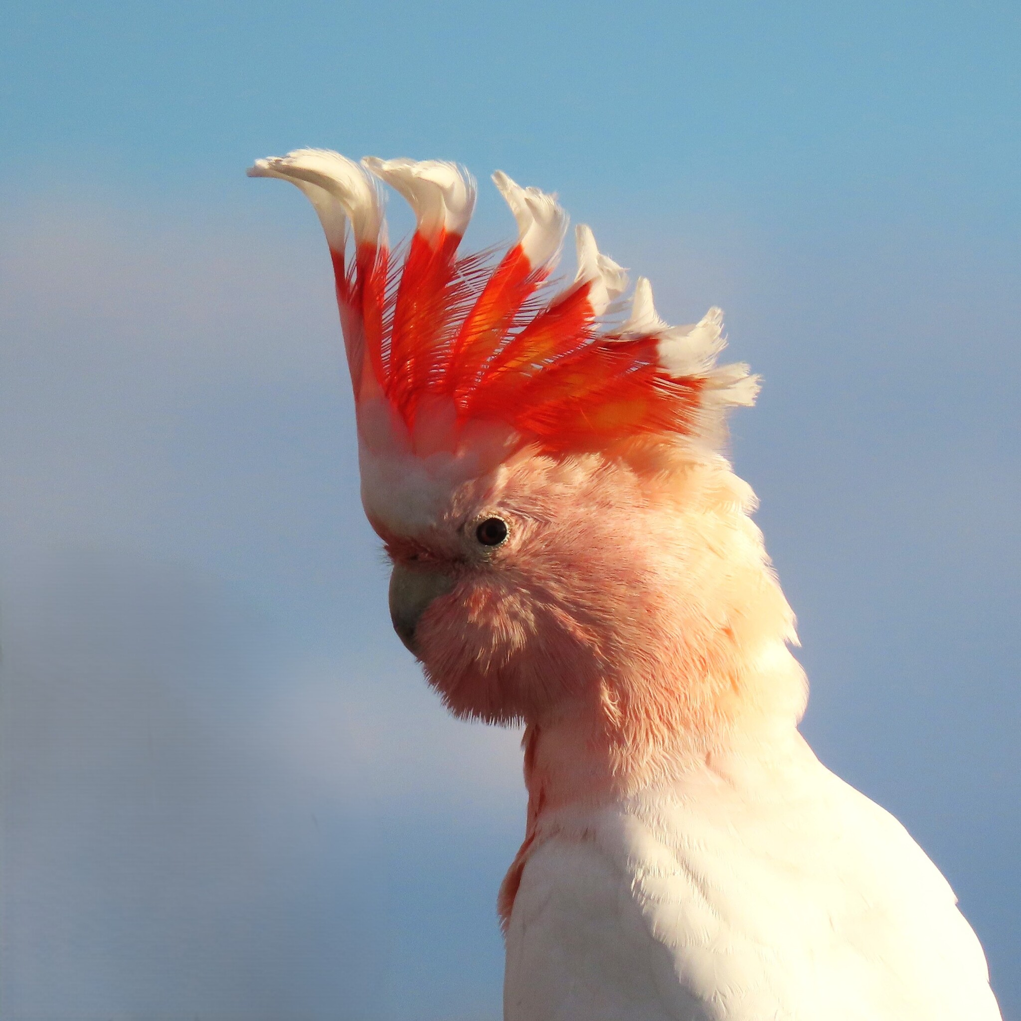 Pink Cockatoo (Cacatua leadbeateri), photo 1