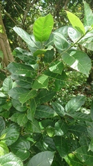 Ficus cumingii terminalifolia