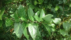 Ficus cumingii terminalifolia