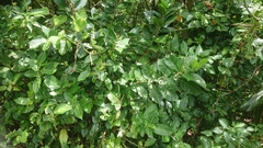 Ficus cumingii terminalifolia