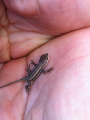 Sceloporus virgatus